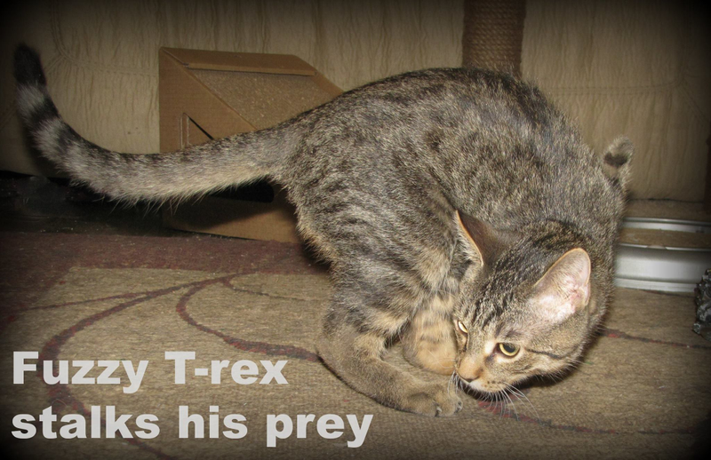 Illustration for article titled Mercury the two-legged cat does the world's cutest T. rex impressions